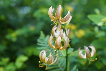 Elegant golden-pink orchids like hanging bells