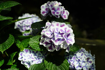 Obraz premium White-edged blue-purple hydrangea
