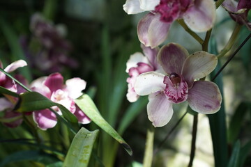 Elegant pale pink orchid