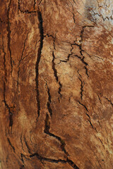 Eucalyptus tree bark texture, Bark of eucalyptus tree, seamless texture, a eucalyptus tree bark texture background image