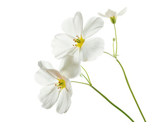 Elegant white flowers with delicate petals and green stems isolated on a white background, perfect for natural and botanical designs.