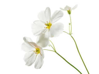 Elegant white flowers with delicate petals and green stems isolated on a white background, perfect for natural and botanical designs.