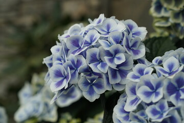 White-edged, blue-purple hydrangeas