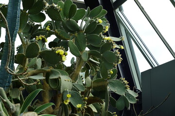 cacti 
