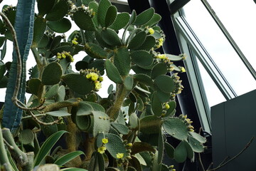 cacti 