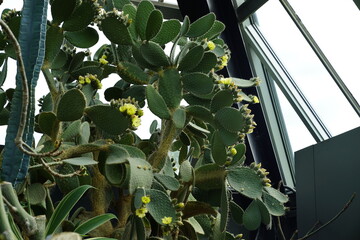 cacti 