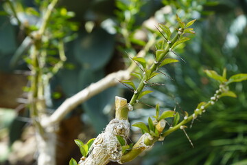 The thorny branches and leaves of desert plants