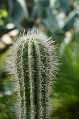ball cactus
