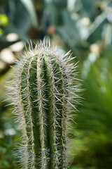 ball cactus