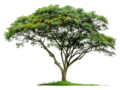 Vibrant acacia tree in full bloom with green leaves and yellow flowers, isolated on a transparent background.