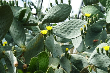 cacti with small yellow flowers