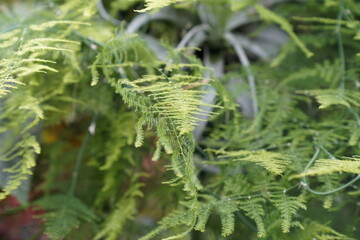rainforest plant