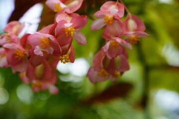 Tropical rainforest orange-red bellflower