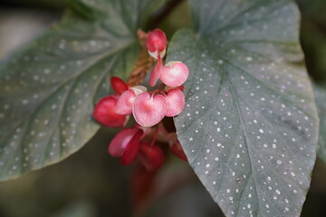 Small red fleshy flowers of the rainforest