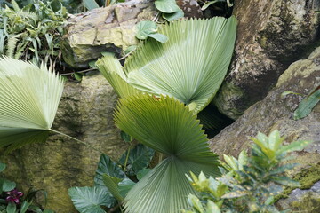 rainforest plant