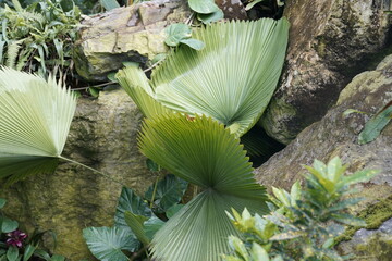 rainforest plant