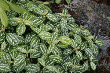 rainforest plants