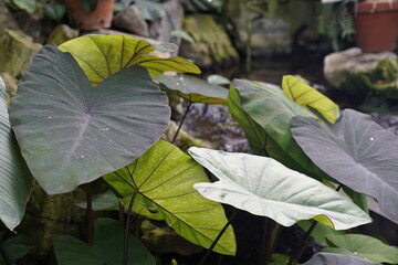 rainforest plants