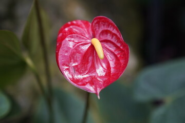 crocus flower