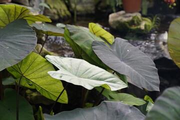 rainforest plants