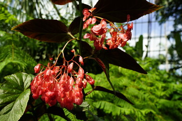 Plants of the Tropical Rainforest