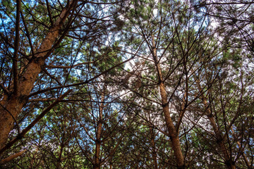 Pine trees forest under blue sky.