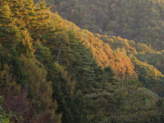 秋の山の風景