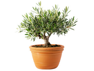 Potted olive tree with lush green leaves isolated on white background, perfect for home decor and gardening projects.