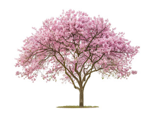 Obraz premium Beautiful pink cherry blossom tree in full bloom, isolated on a white background, showcasing vibrant spring colors.