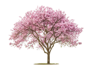 Beautiful pink cherry blossom tree in full bloom, isolated on a white background, showcasing vibrant spring colors.
