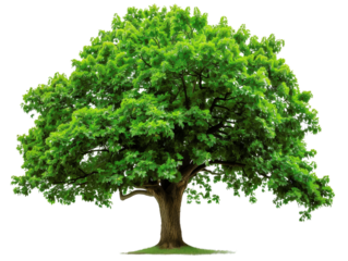 Lush green tree with a thick canopy of leaves, symbolizing nature, growth, and tranquility in a vibrant and serene outdoor setting.