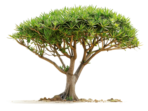 Isolated dragon tree against white background. Lush green foliage and unique branching create an extraordinary natural shape.