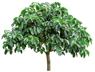 Obraz premium Lush green tree with dense foliage and sturdy trunk, isolated on white background. Ideal for nature, environment, and botanical themes.