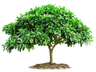 Lush green tree with abundant leaves, isolated on white background, perfect for nature and garden themes in stock photos.