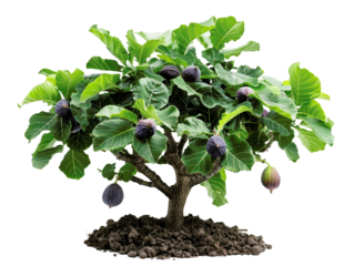 A vibrant fig tree with lush green leaves and ripe figs, isolated on a white background, perfect for nature and agriculture themes.