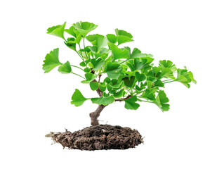 A small bonsai tree with bright green leaves isolated on a white background, symbolizing nature, growth, and simplicity.