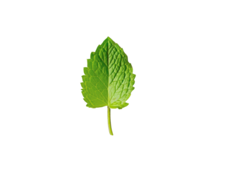 A close-up image of a single green leaf isolated on a white background. Perfect for botanical, nature, and environmental themes.