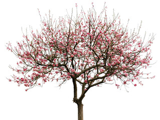 Obraz premium Beautiful blossoming tree with pink flowers against a clear sky, symbolizing spring and nature's renewal.