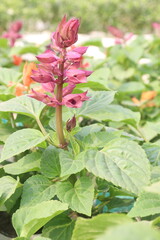 Obraz premium Scarlet Sage flower plant on nursery