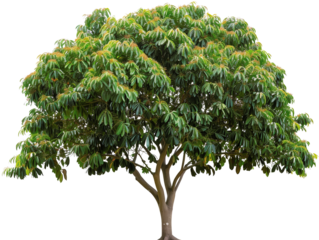 Lush green tree with dense foliage, vibrant leaves, and a strong trunk. Ideal for nature, environment, and outdoor-themed projects.