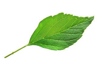 Close-up view of a green leaf isolated on a white background, showcasing its natural beauty and intricate details.