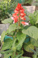 Scarlet Sage flower plant on nursery