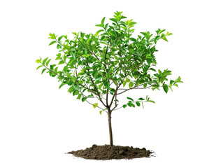 Obraz premium A young green tree with lush foliage stands in rich soil, symbolizing growth, nature, and environmental sustainability.