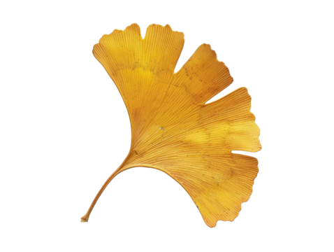 Close-up of a single, vibrant yellow ginkgo leaf isolated on a white background, showcasing its unique fan shape and veining details.