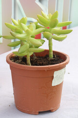 Sedum adolphi plant on nursery