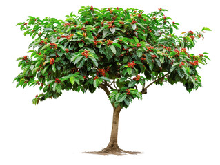 Vibrant green tree with lush foliage and small red fruit isolated on white background, perfect for nature and botanical themes.