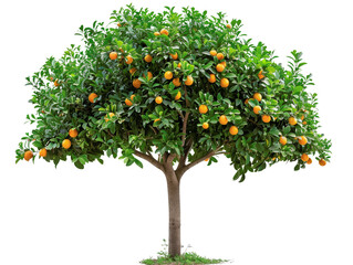 Healthy and vibrant orange tree laden with ripe fruits isolated on a white background. Perfect for...