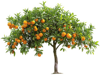 Lush orange tree with ripe oranges on branches, isolated on white background. Perfect for...