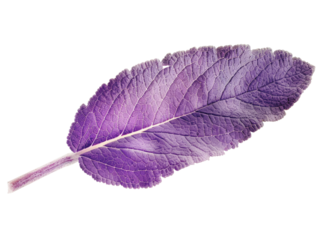 leaf isolated on white background. Perfect for nature