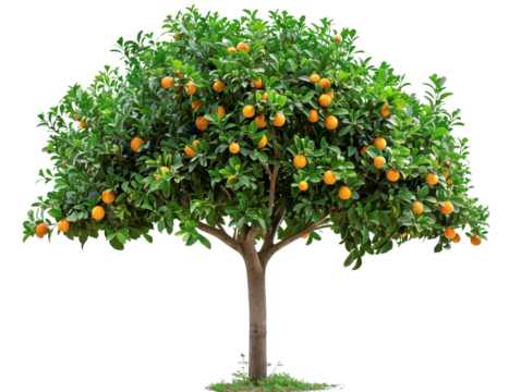 Healthy and vibrant orange tree laden with ripe fruits isolated on a white background. Perfect for agriculture or nature themes.